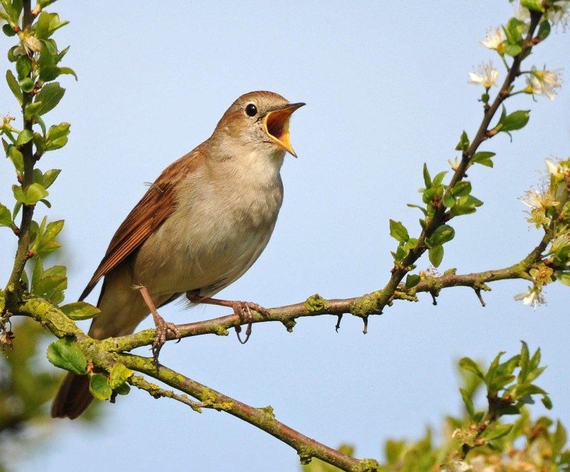 Luscinia megarhynchos птица