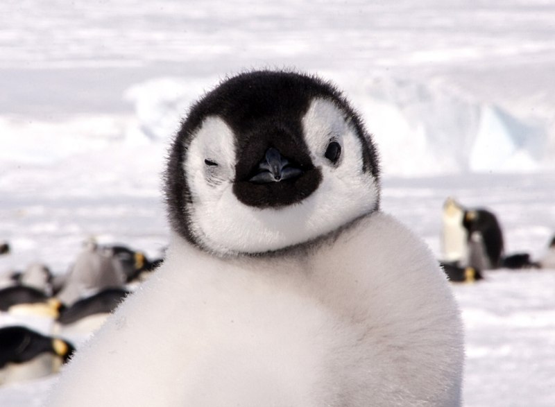 Улыбающийся пингвин (60 фото)