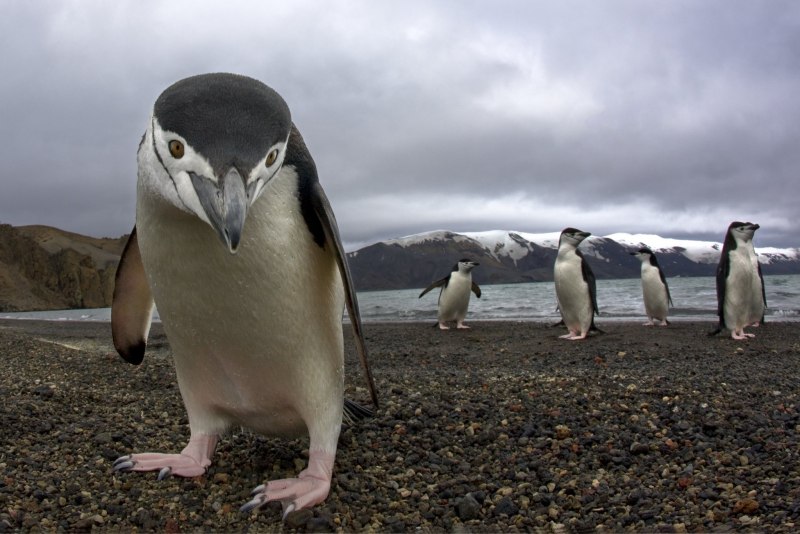 Антарктический Пингвин (Pygoscelis Antarctica)
