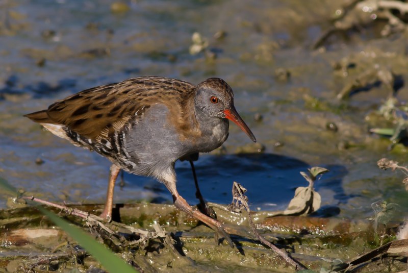 Пастушок водяной (Rallus aquaticus)