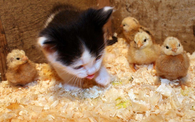 Котенок и цыпленок
