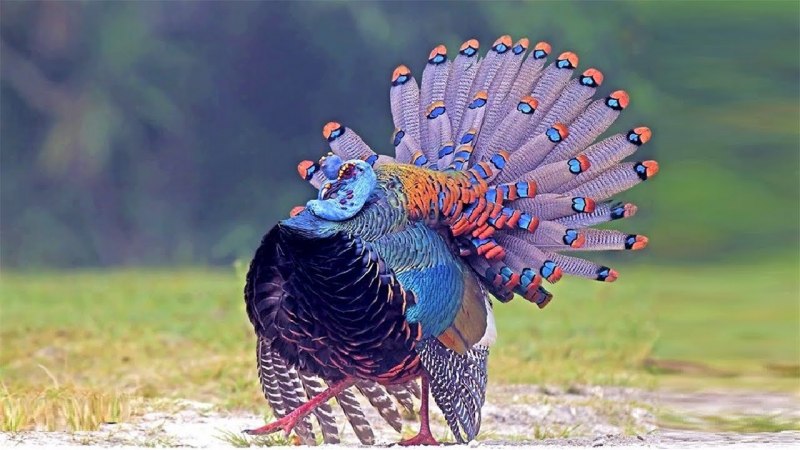 Meleagris ocellata