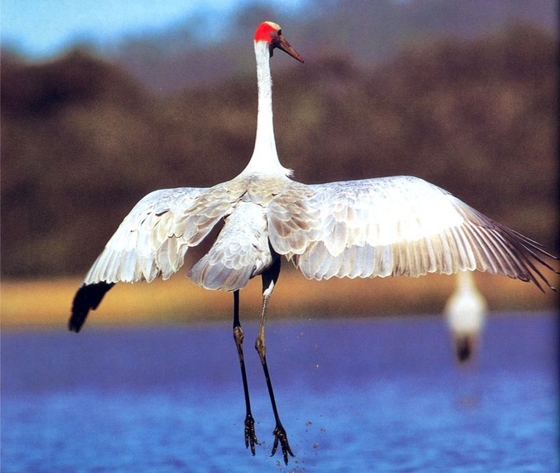 Grus rubicunda