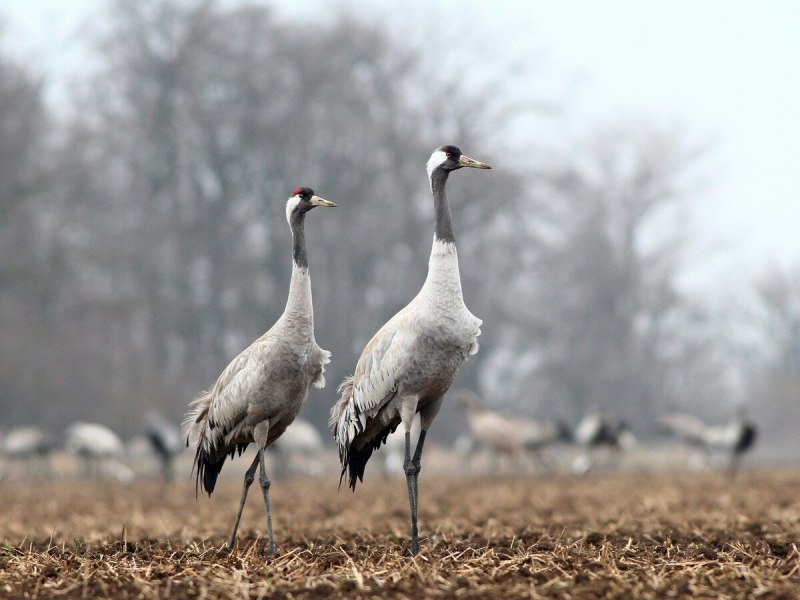 Серый журавль Grus Grus