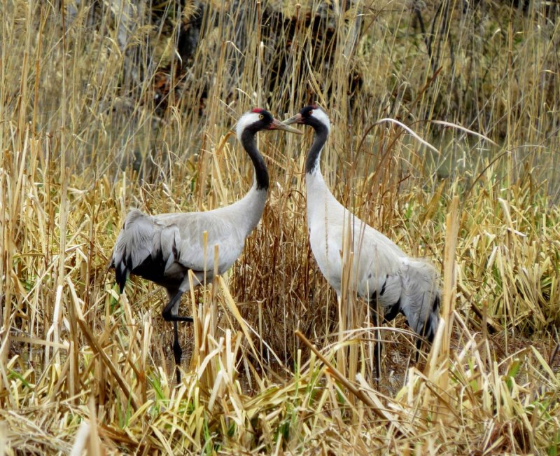 Серый журавль Grus Grus