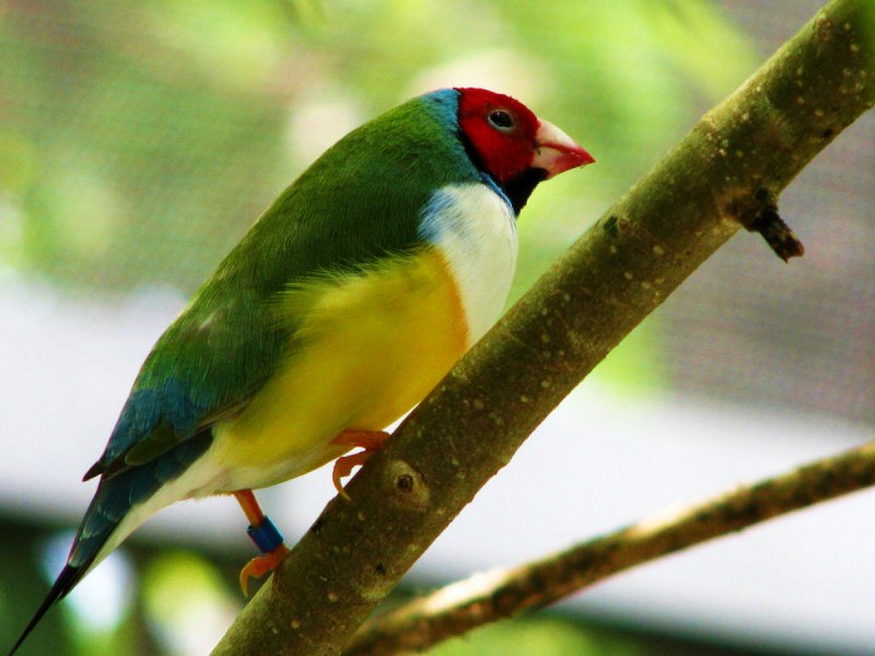 Poephila Acuticauda