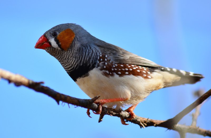 Амадины отличие самца от самки