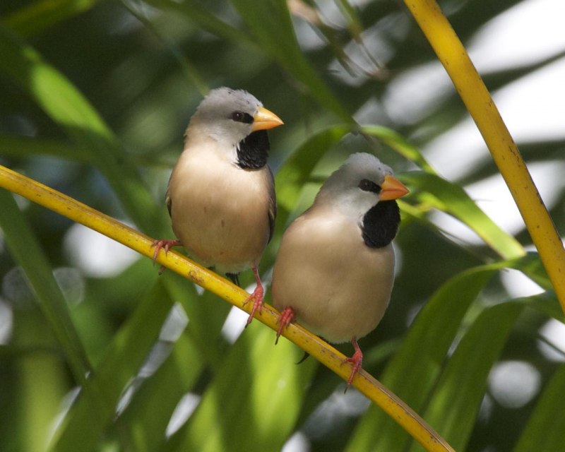 Poephila qouldiae