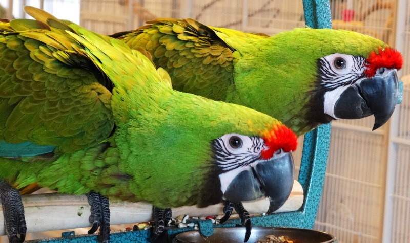 Большой желтохохлый Какаду (Cacatua galerita)