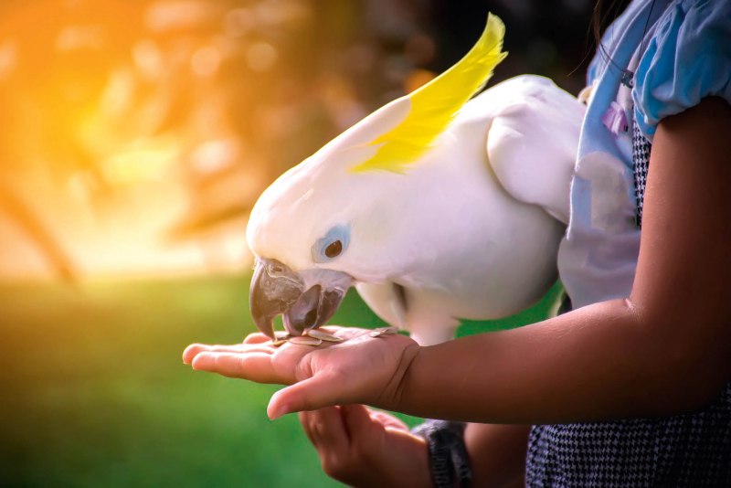 Cacatua haematuropygia (Какаду рыжехвостый)