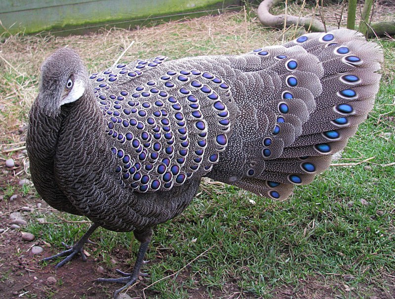 Павлиний фазан (Polyplectron bicalcaratum)