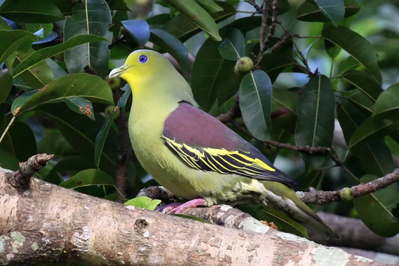 Treron sieboldii
