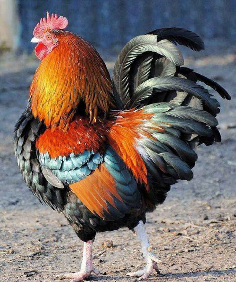 Малазийская Серама