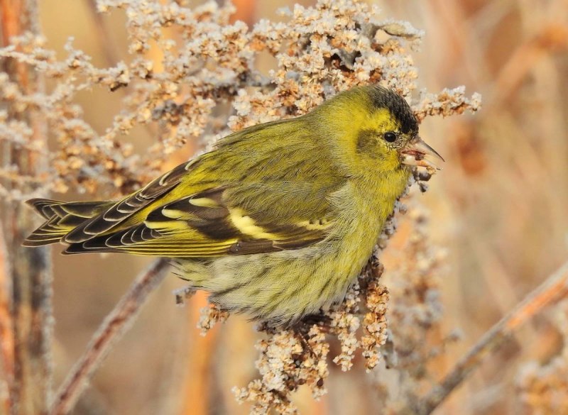 Чиж (Carduelis Spinus)