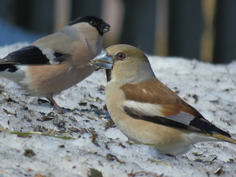 Сибирская чечевица Carpodacus roseus