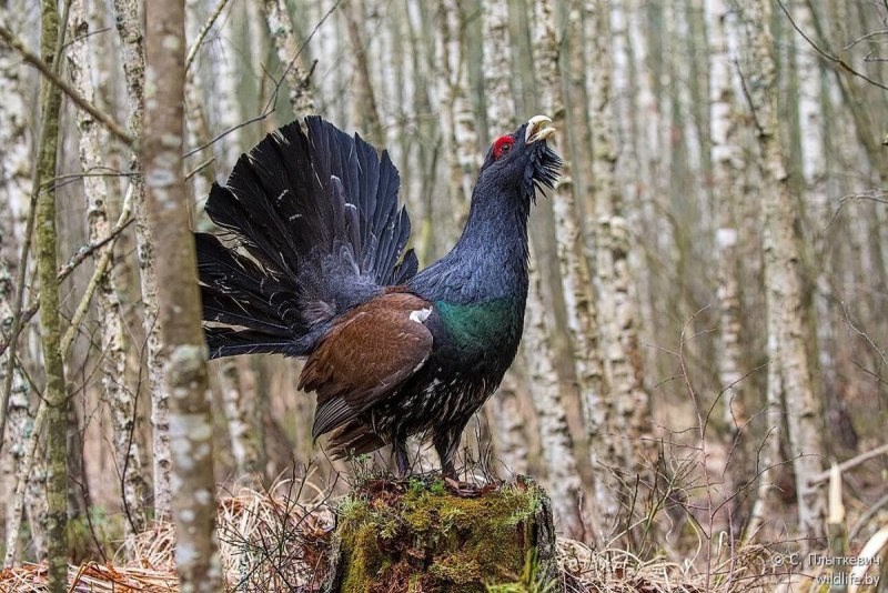 Глухарь (Tetrao urogallus)