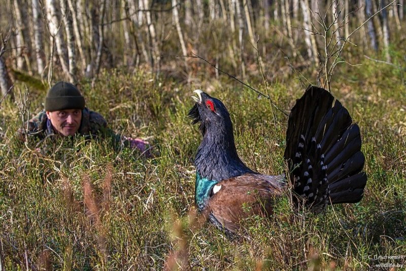 Токующий Глухарь