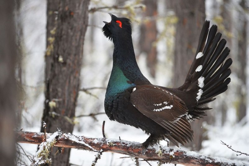 Каменный Глухарь (Tetrao parvirostris)