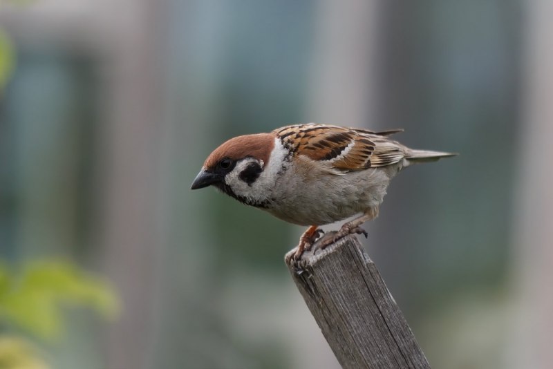 Воробей домовый passer domesticus