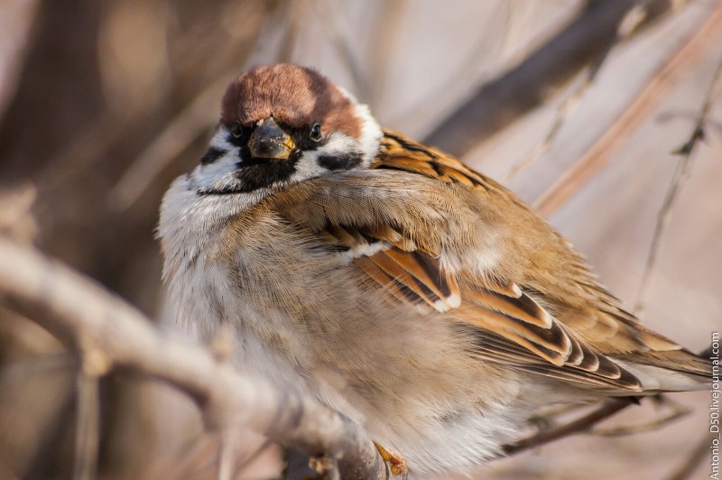 Полевой Воробей (passer montanus)