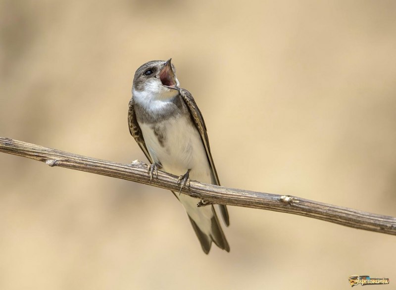 Riparia riparia
