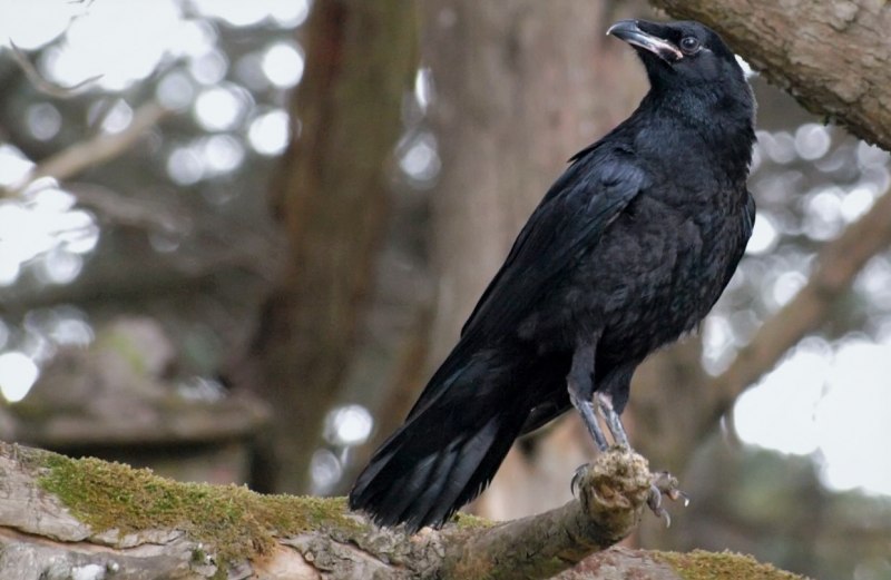 Королевский ворон Коракс