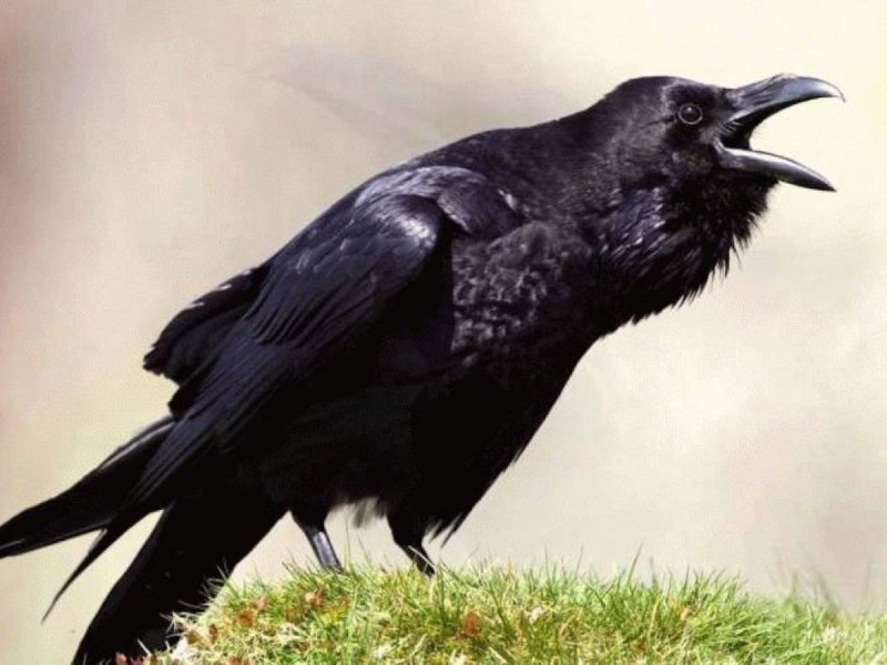 Corvus macrorhynchos