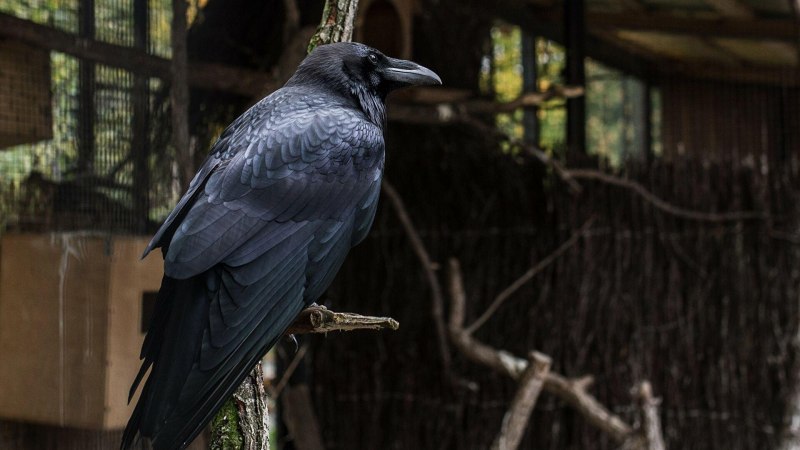 Гавайский ворон фото
