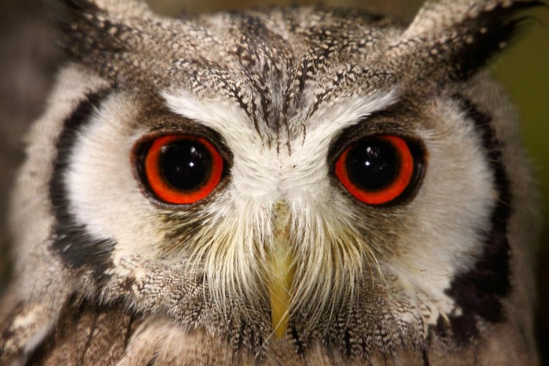 Европейский Филин (Bubo Bubo)