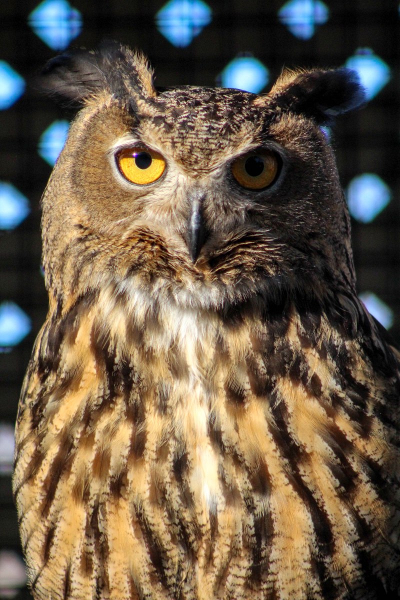 Bubo Bubo sibiricus