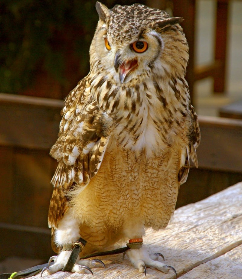 Bubo bengalensis