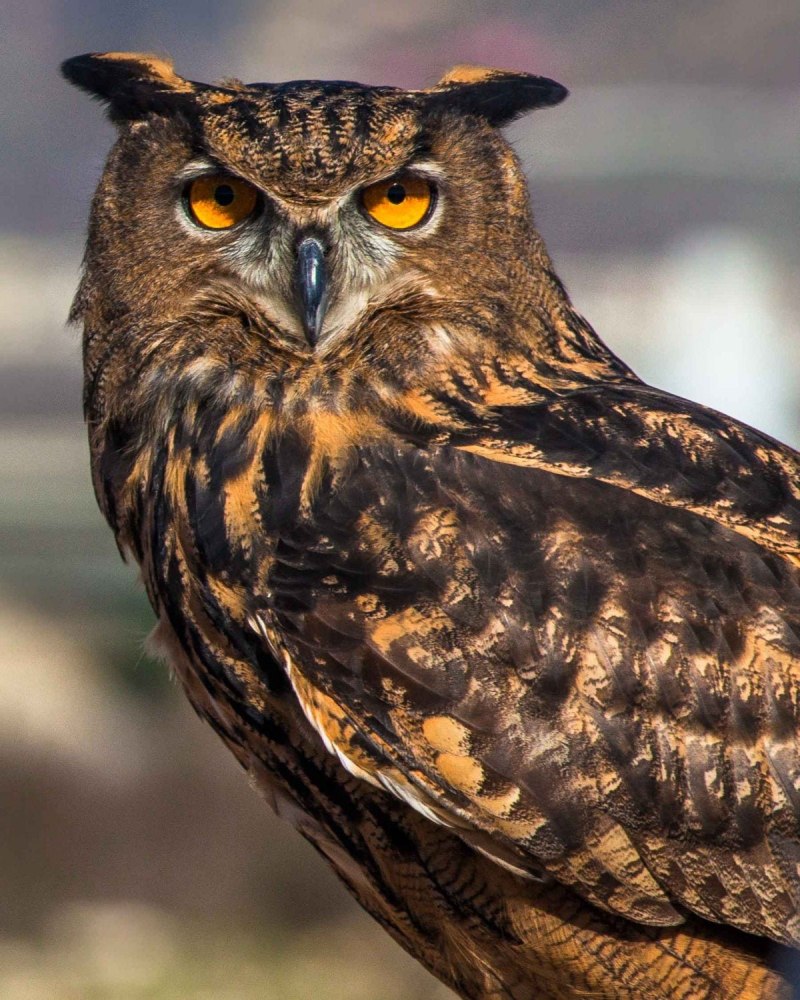Bubo bengalensis