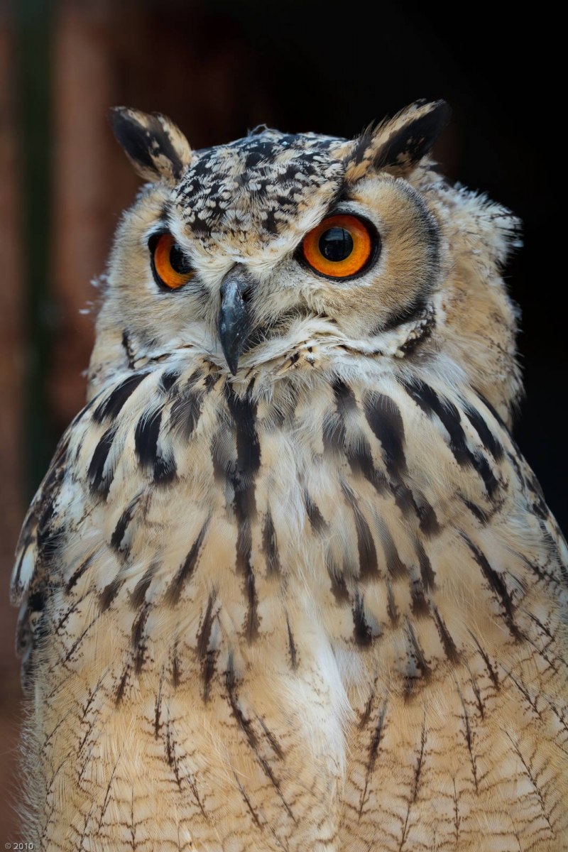 Виргинский Филин (Bubo virginianus)