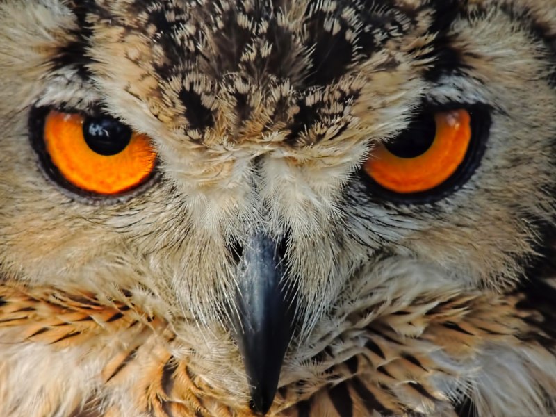 Виргинский Филин (Bubo virginianus)