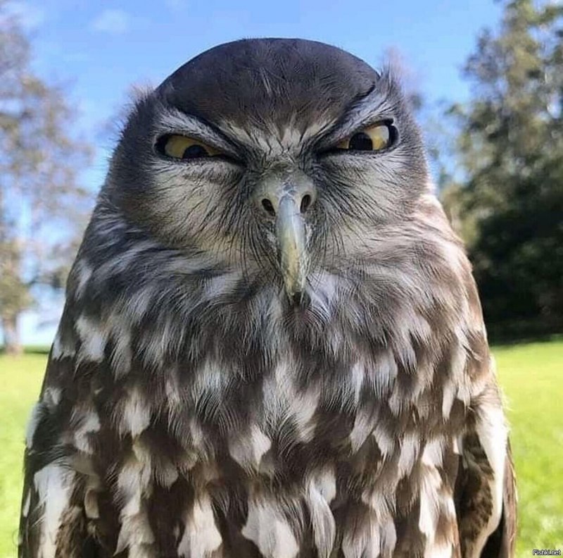 Филин (Bubo Bubo Linnaeus, 1758)