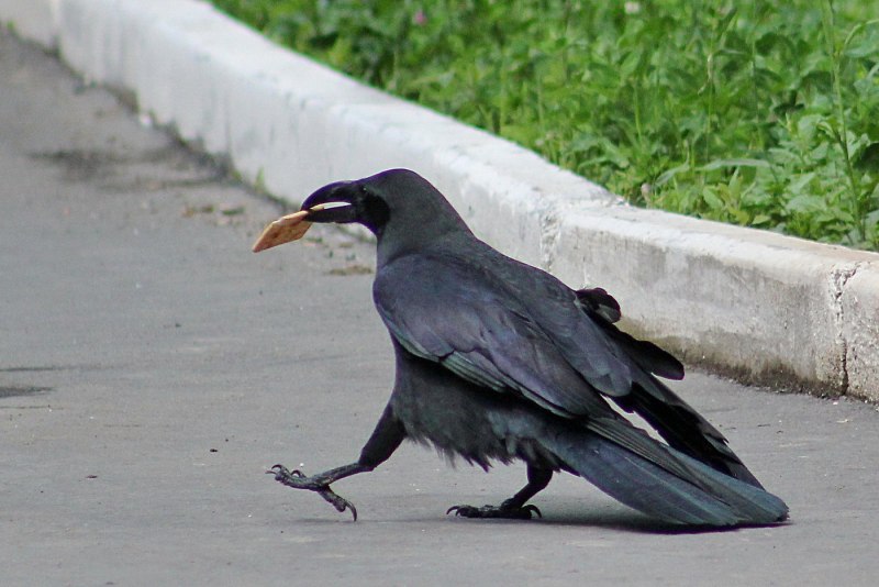 Ворона и кошка