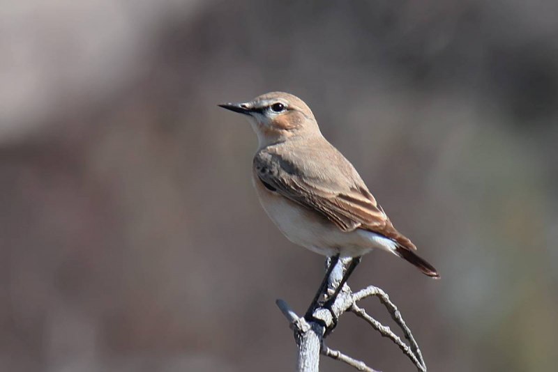 Oenanthe isabellina