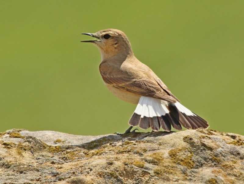 Каменка-плясунья (Oenanthe isabellina)