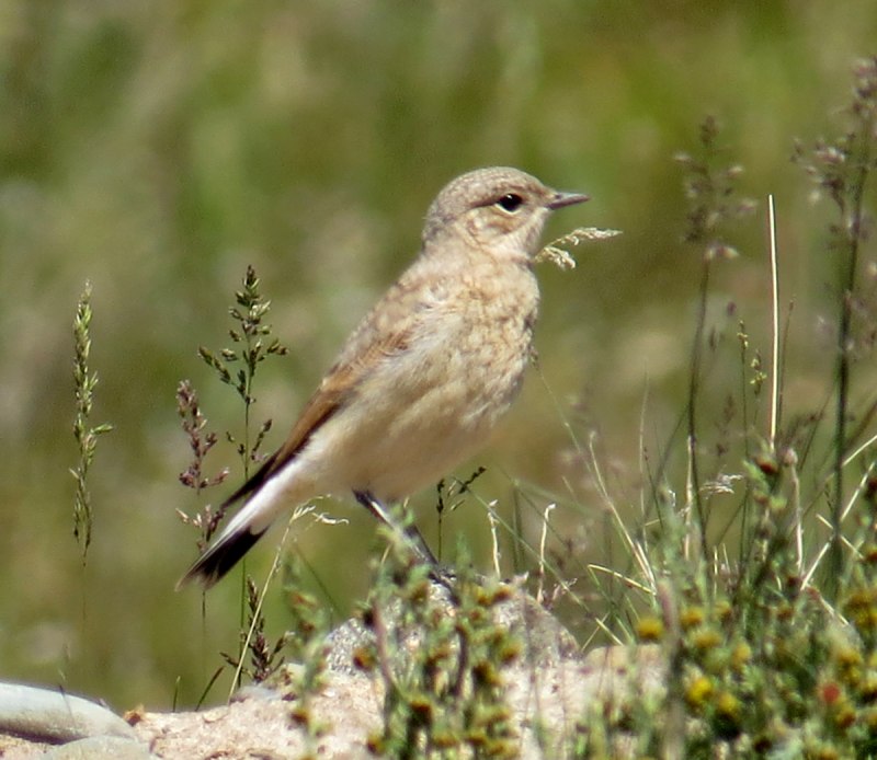 Oenanthe isabellina