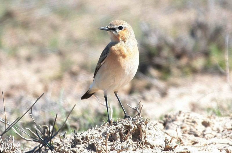 Oenanthe isabellina