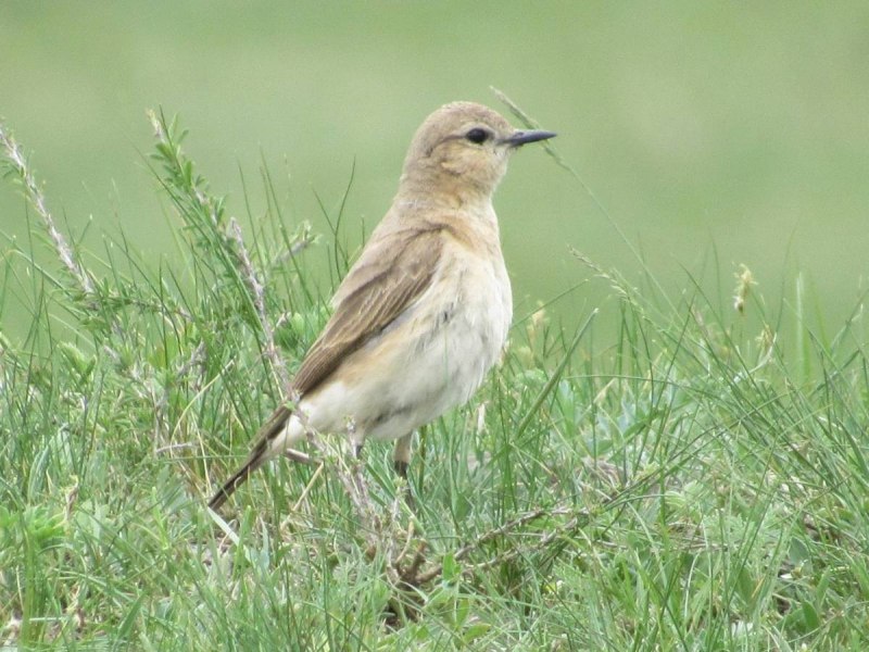 Oenanthe isabellina