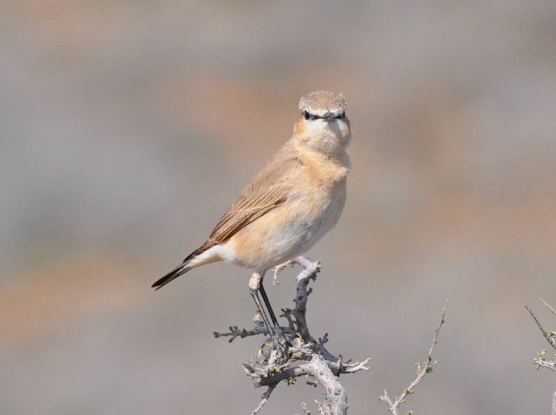 Oenanthe isabellina