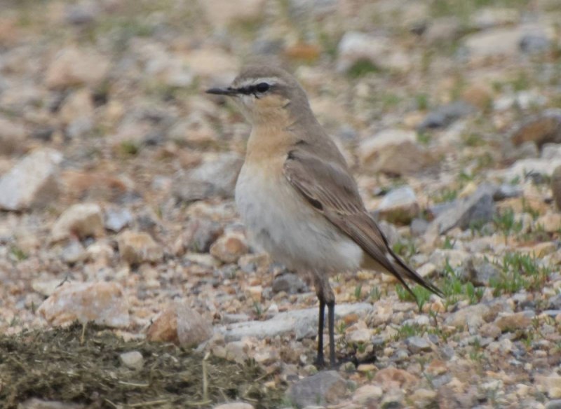 Oenanthe isabellina
