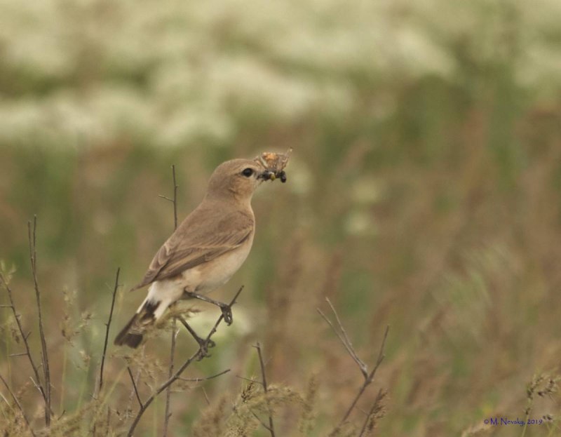 Каменка-плясунья (Oenanthe isabellina)