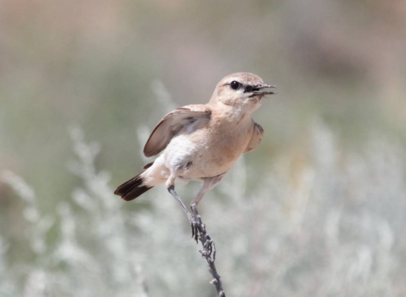 Oenanthe isabellina