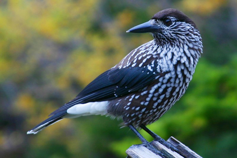Странствующий Дрозд (turdus migratorius)