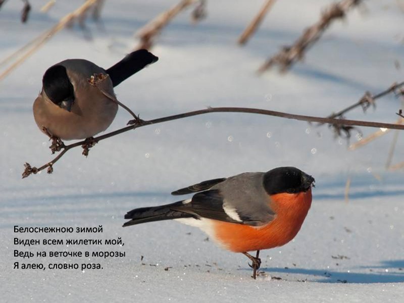 Свиристель птица