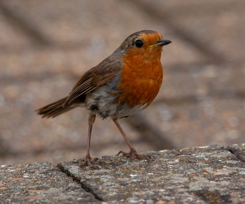 Robin Зарянка