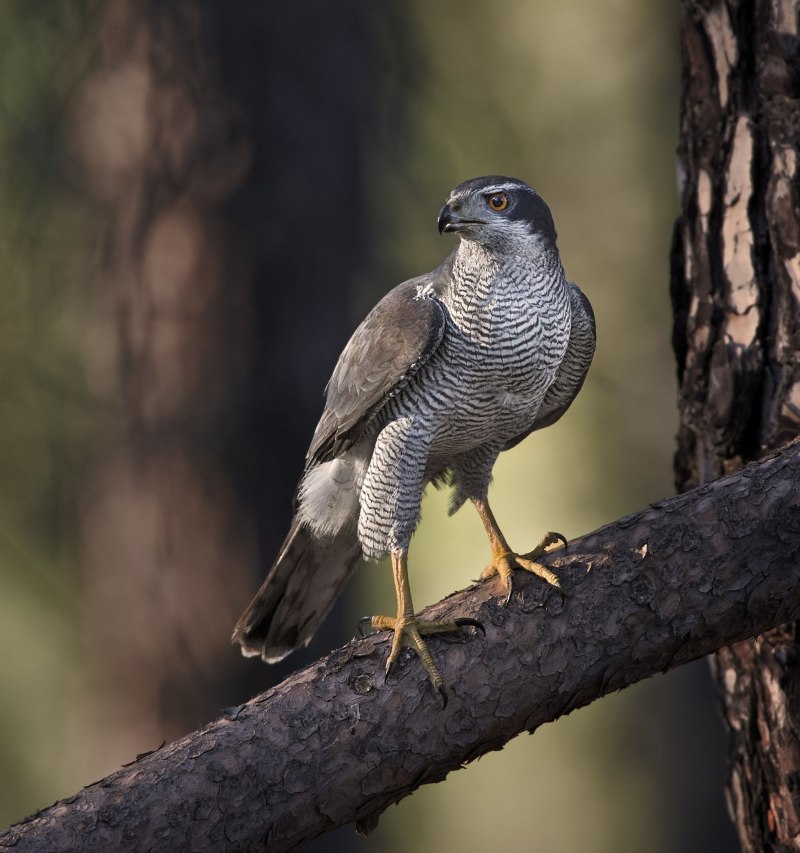 Тетеревятник (Accipiter gentilis)