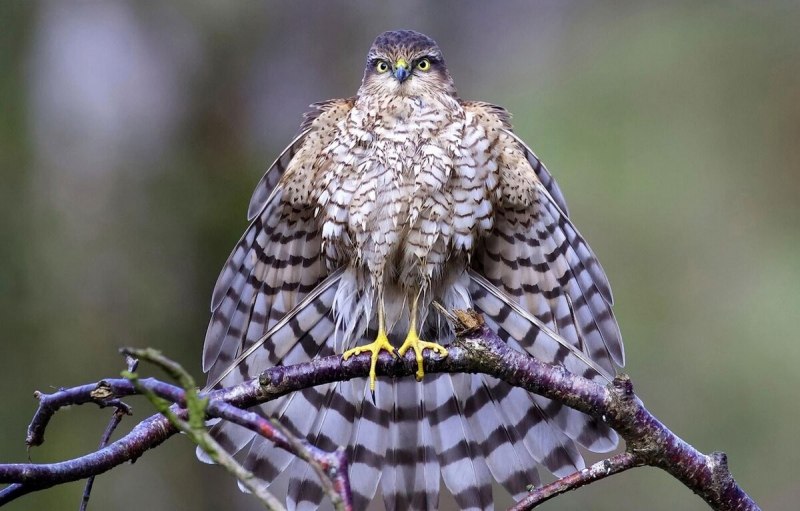 Ястреб - тетеревятник (Accipiter gentilis)